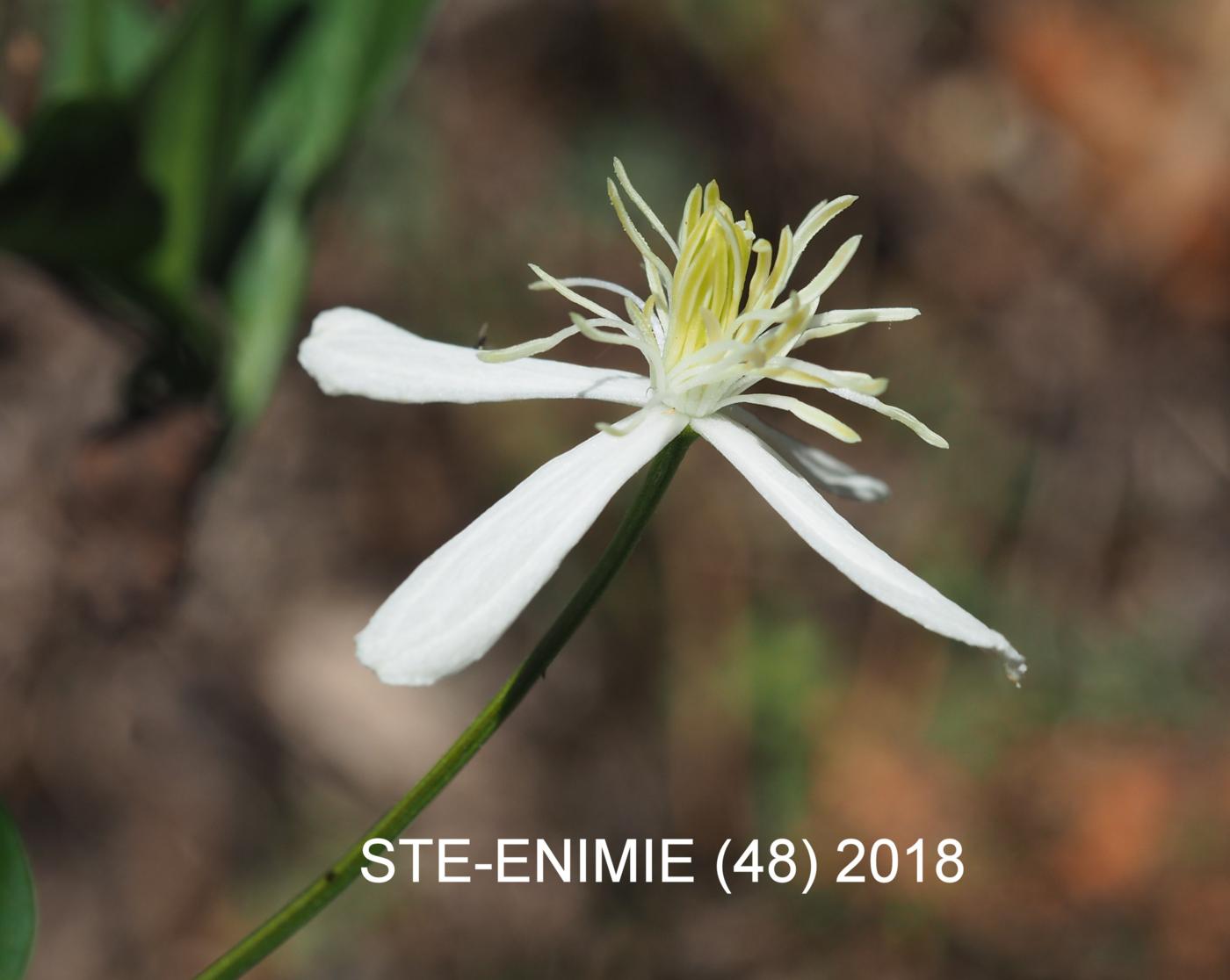 Fragrant Clematis flower